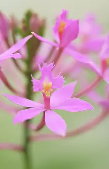 Epidendrum: Orchid