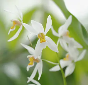 Nitida: Orchid