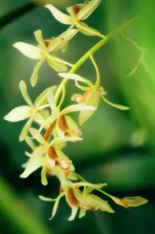 Coffee: Orchid