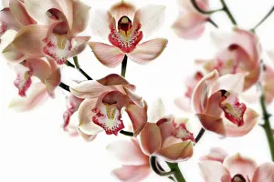 Sepal: Orchid