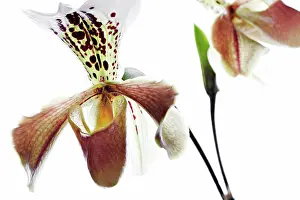 Paphiopedilum: Orchid
