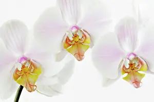 Phalaenopsis: Orchid