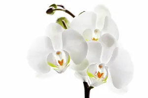 Combined: Orchid