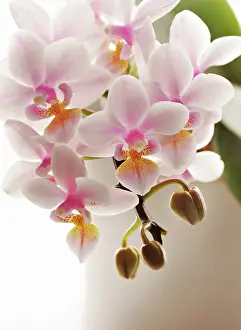 Phalaenopsis: Orchid