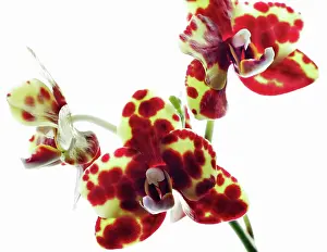 Phalaenopsis: Orchid