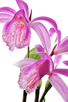 Formosana: Orchid