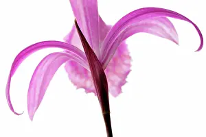 Formosana: Orchid
