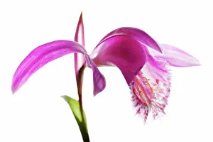 Formosana: Orchid