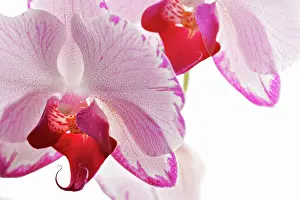 Princess: Orchid