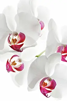 Sepal: Orchid