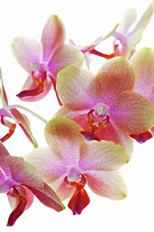 Brother: Orchid