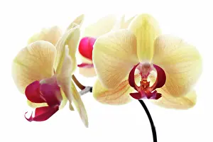 Sepal: Orchid