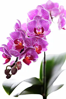 Phalaenopsis: Orchid