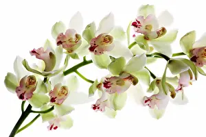 Sepal: Orchid