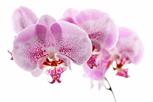 Phalaenopsis: Orchid