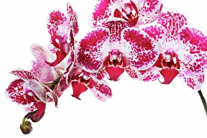 Phalaenopsis: Orchid