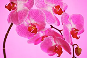 Atlantis: Orchid