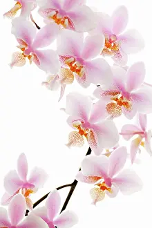 Phalaenopsis: Orchid