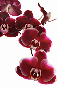 Leadership: Orchid