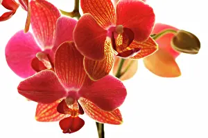 Phalaenopsis: Orchid