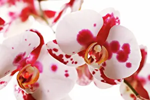 Phalaenopsis: Orchid