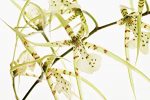 Tendril: Orchid