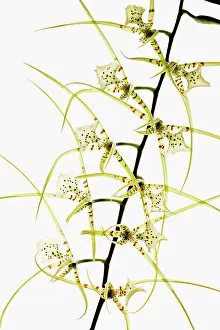 Tendril: Orchid