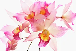 Cattleya: Orchid
