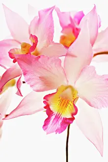 Cattleya: Orchid