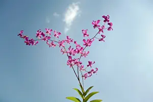 Optimism: Orchid