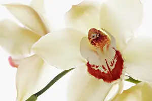 Cymbidium: Orchid