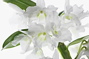 Dendrobium: Orchid
