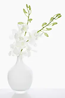 Dendrobium: Orchid