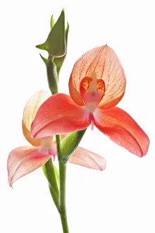 Gods: Orchid