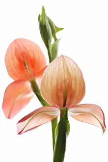 Gods: Orchid