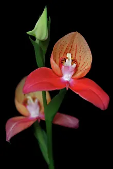 Gods: Orchid