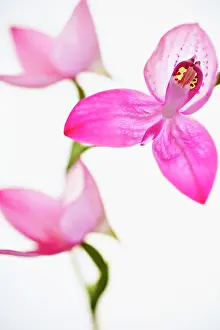Gods: Orchid