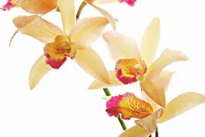 Cattleya: Orchid