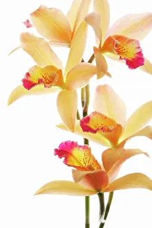 Cattleya: Orchid