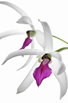 Vanilla: Orchid