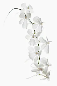 Scented: Orchid