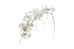 Scented: Orchid
