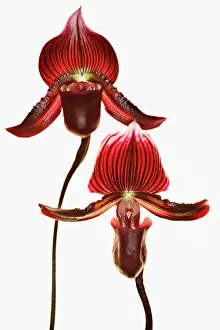 Slipper: Orchid