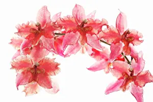 Odontoglossum: Orchid