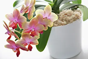Phalaenopsis: Orchid