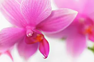 Phalaenopsis: Orchid
