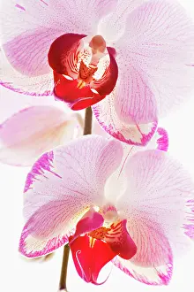 Princess: Orchid