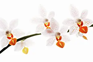Mini: Orchid