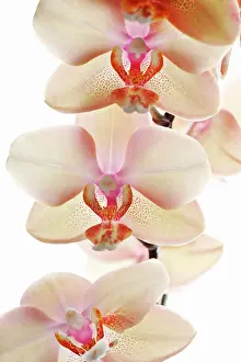 Phalaenopsis: Orchid