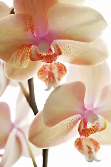 Phalaenopsis: Orchid